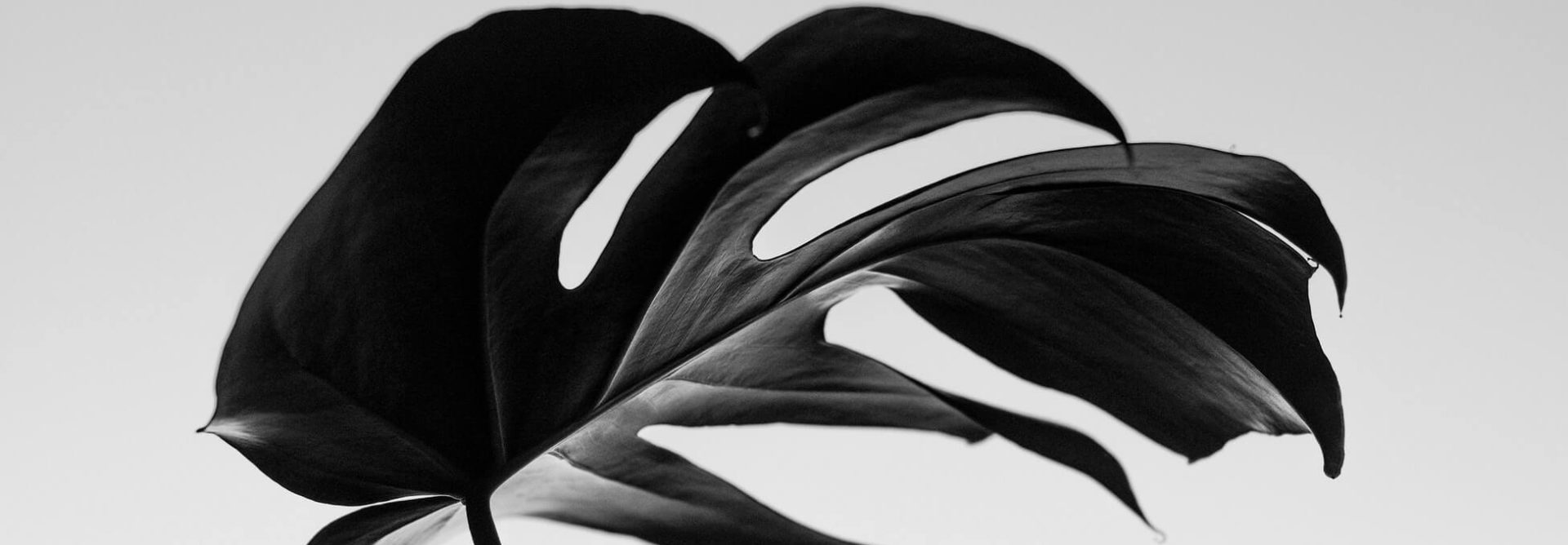 photo-1538898780761-268f71f67675